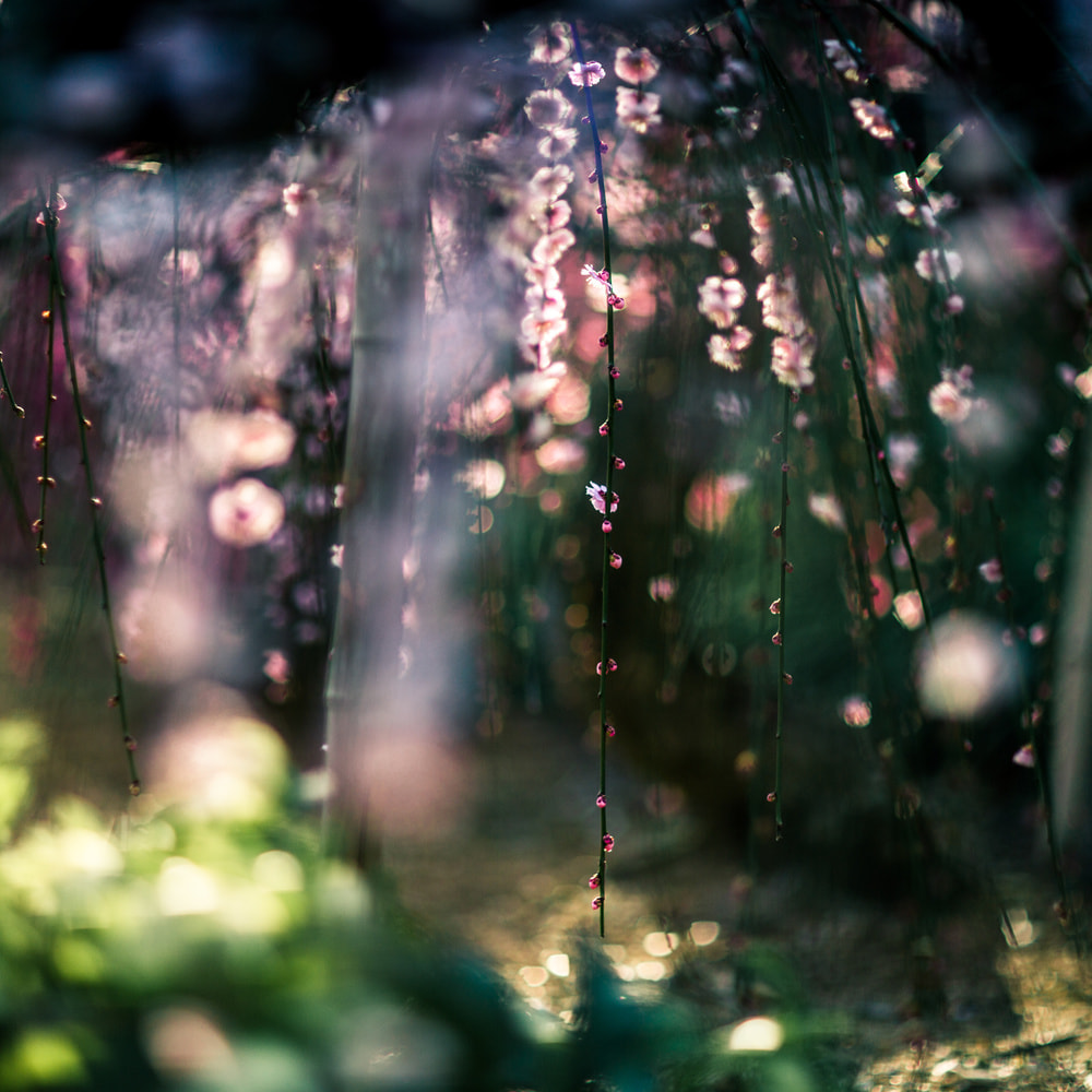 Famous Japanese photographer