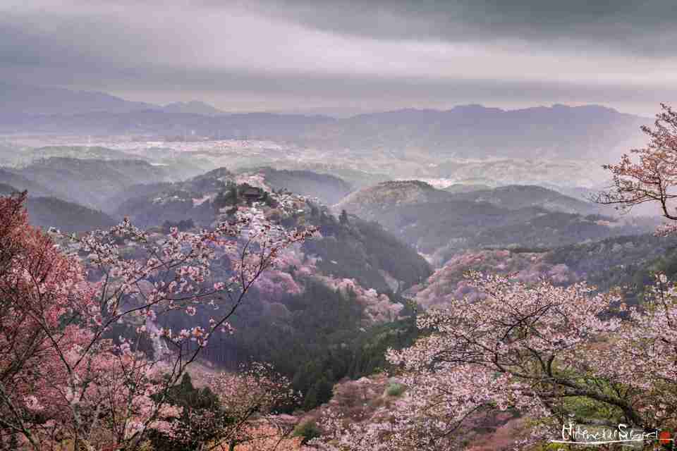 吉野の桜