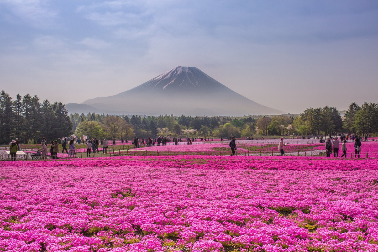 芝桜