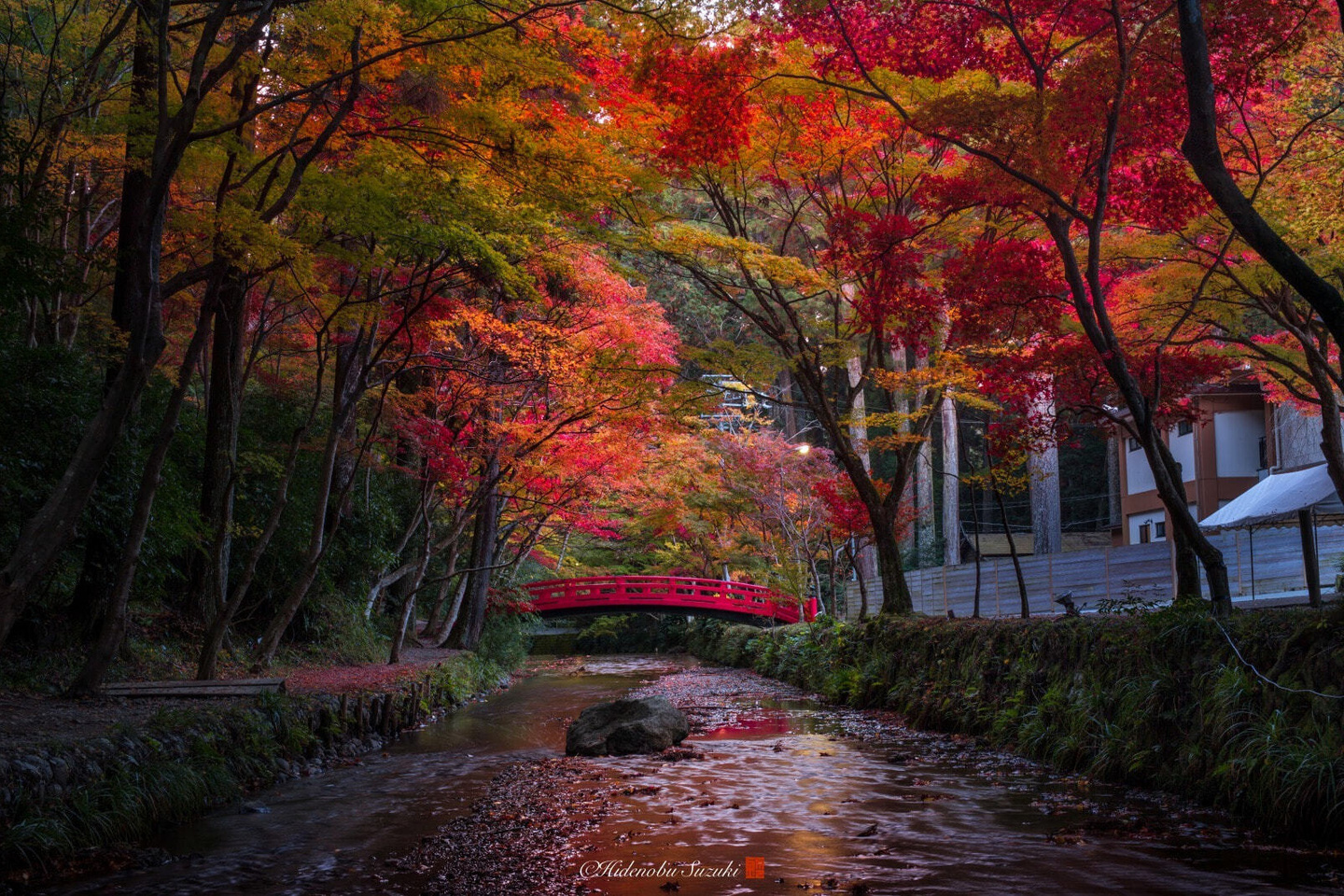 紅葉