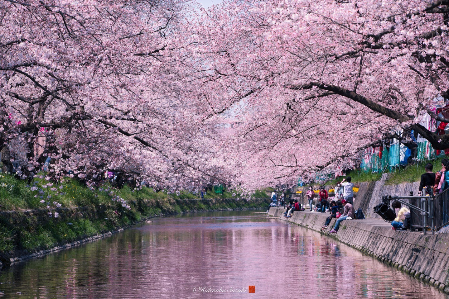 桜