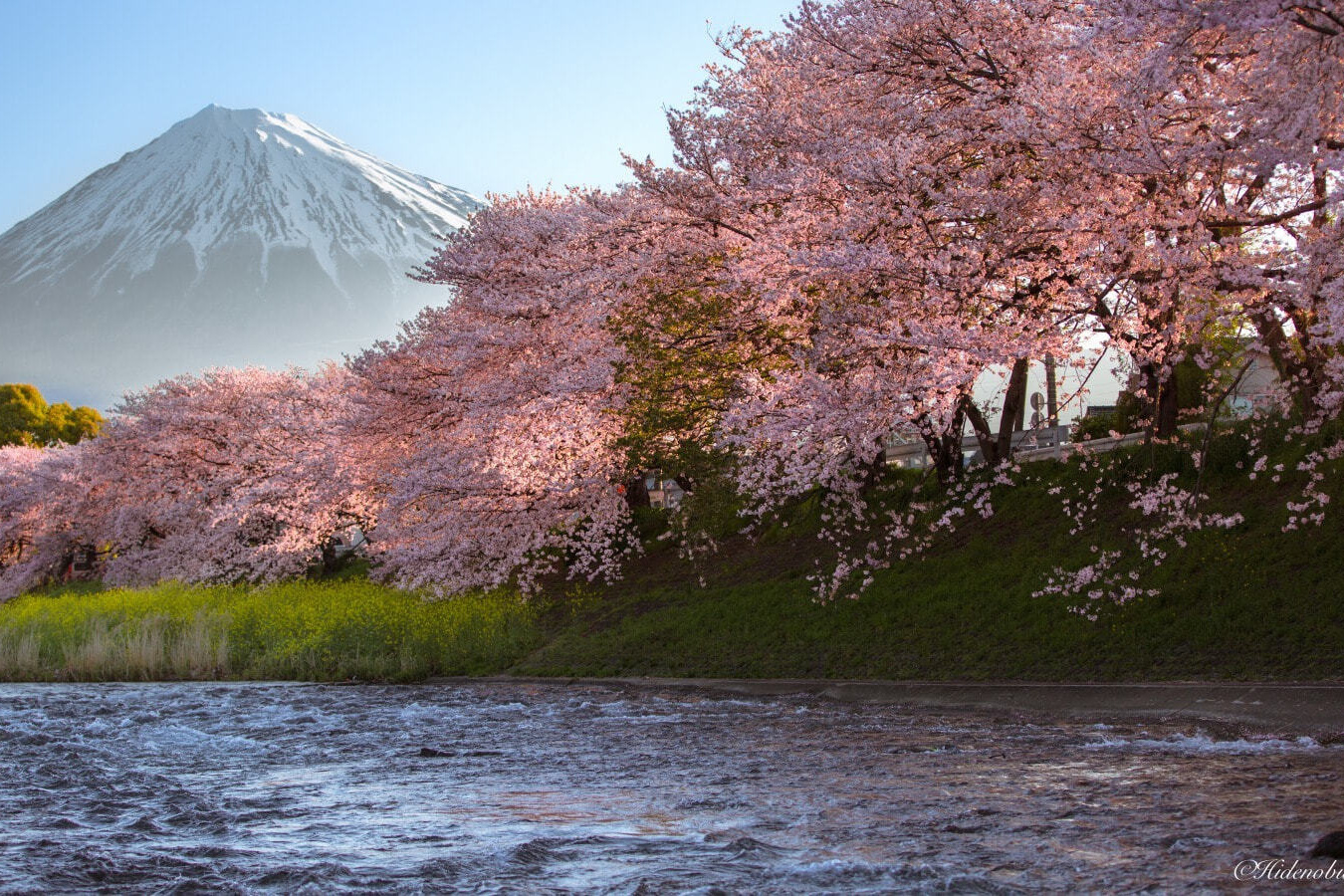 富士山と桜