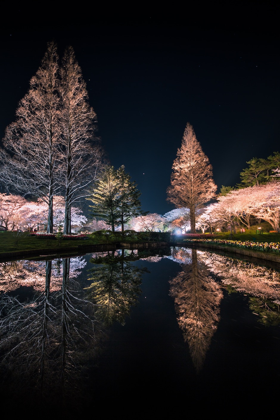 夜桜