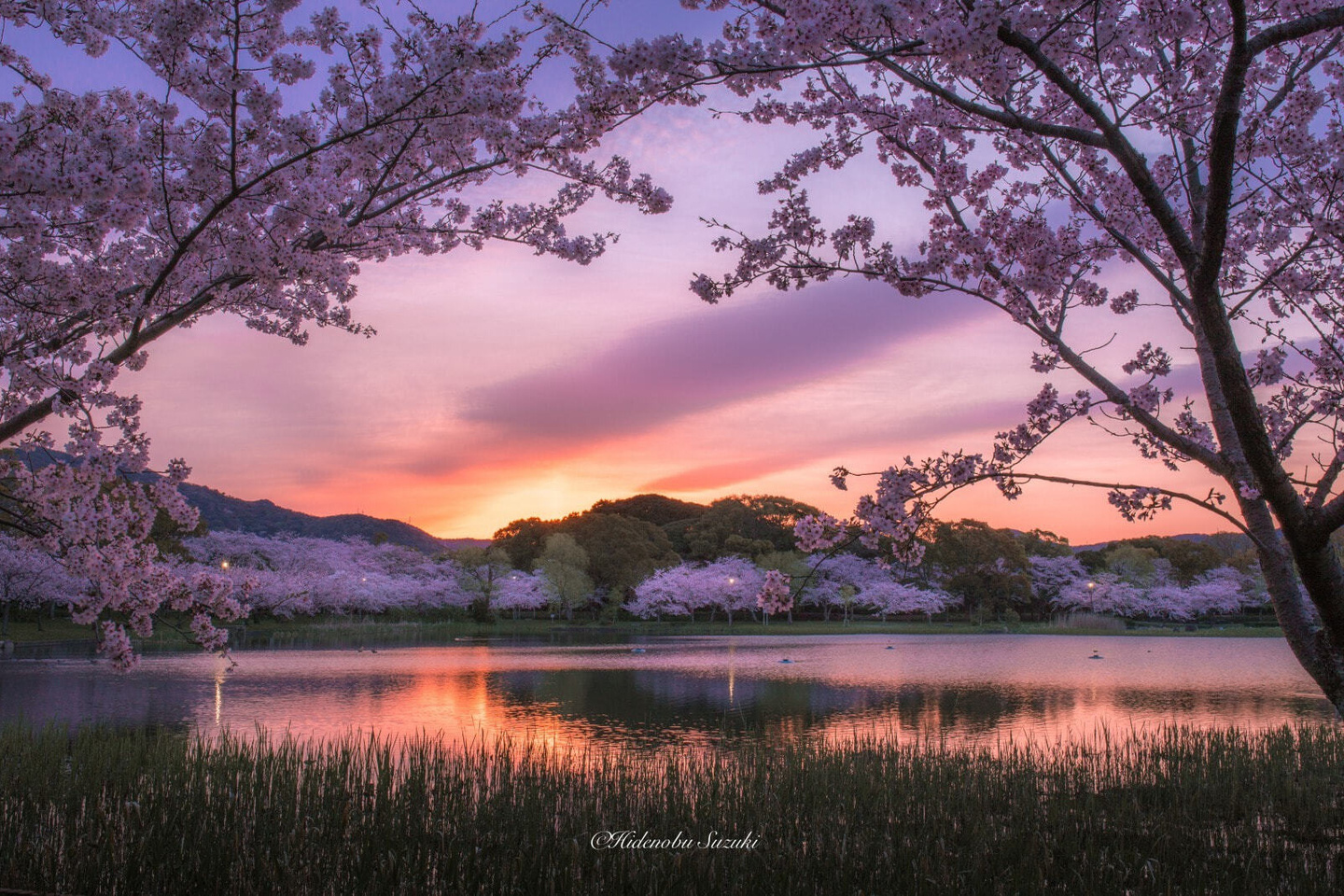 豊橋市の桜