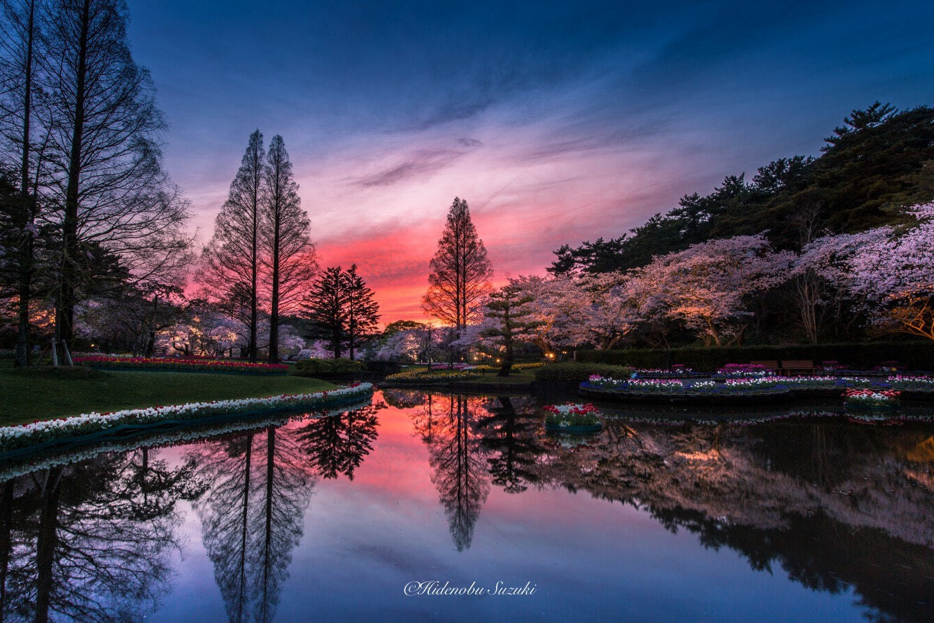 夕暮れの桜