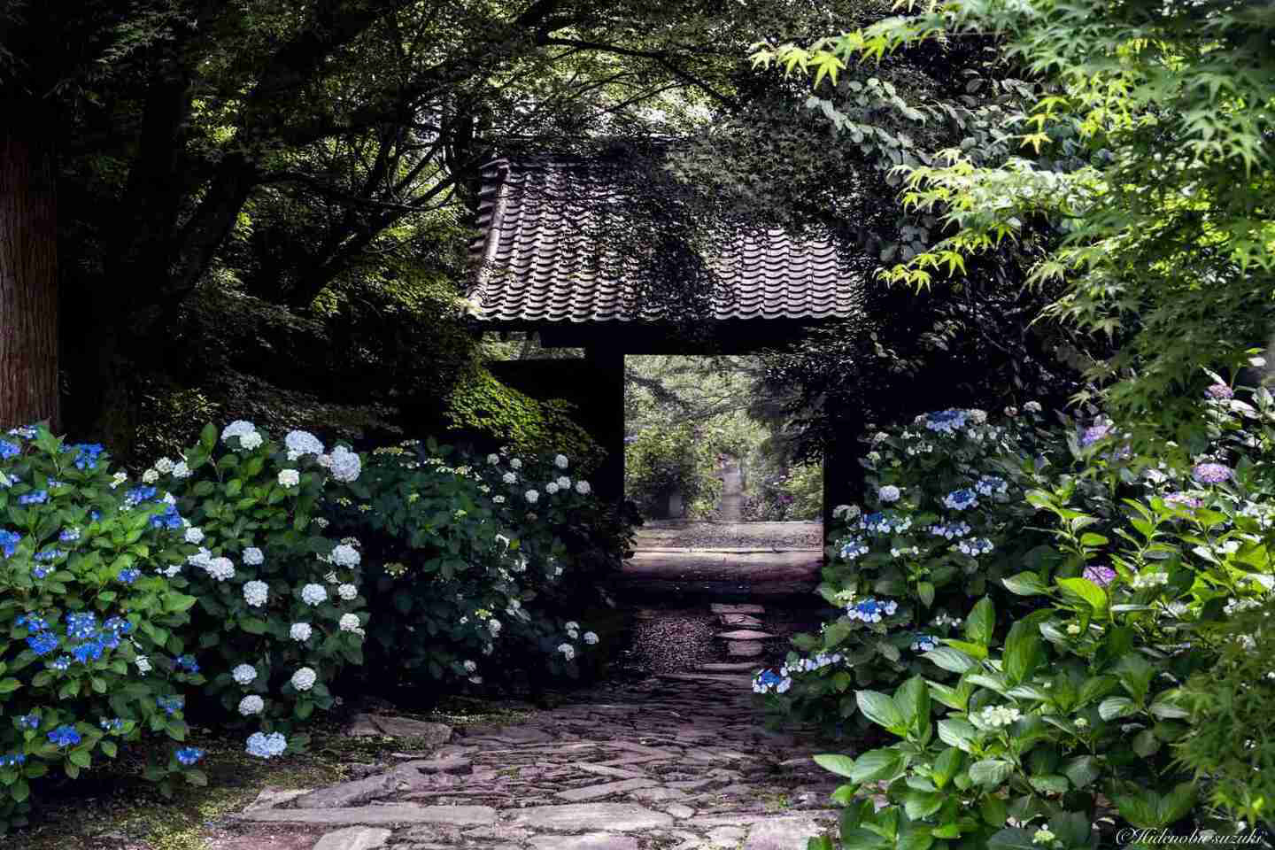 あじさい寺