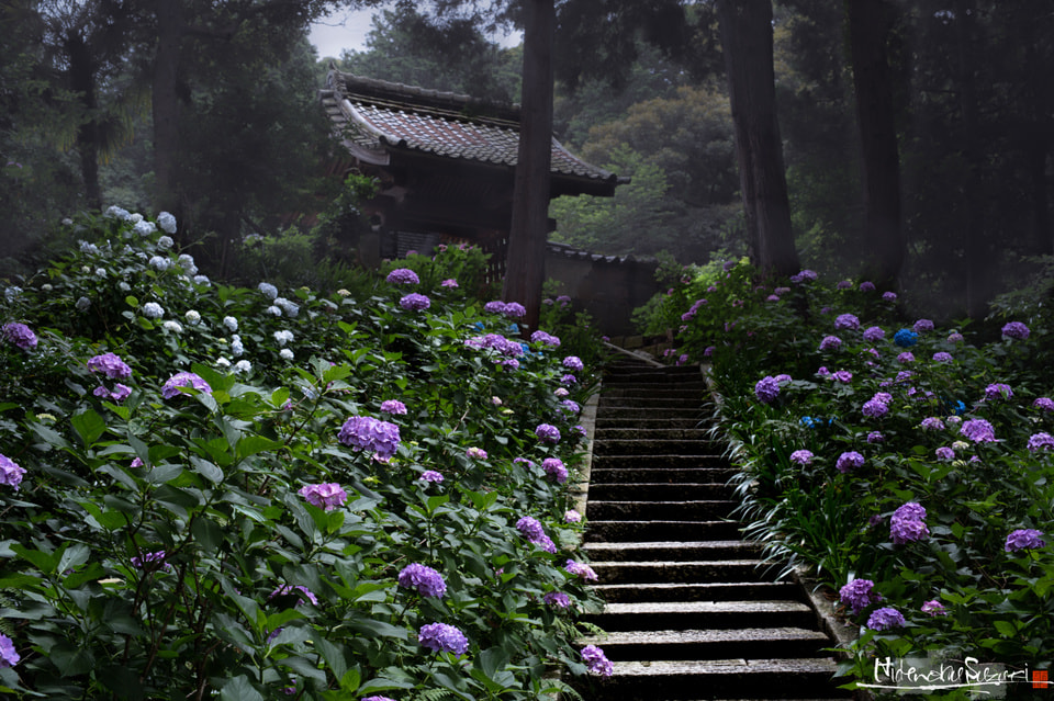 紫陽花寺