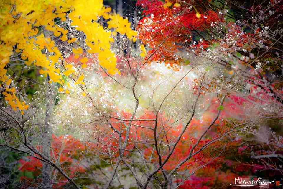 四季桜