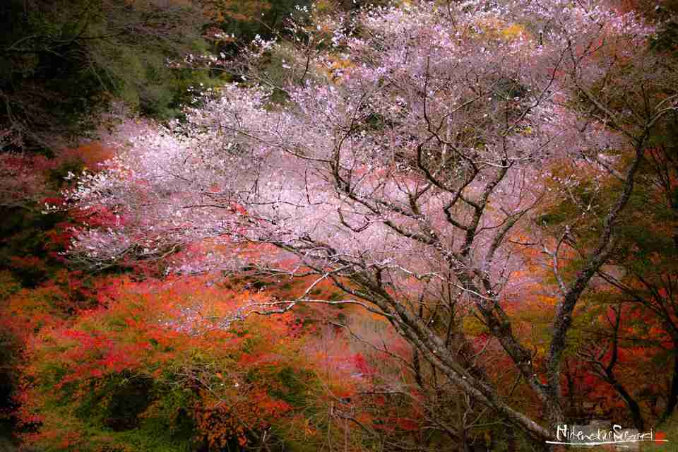 四季桜