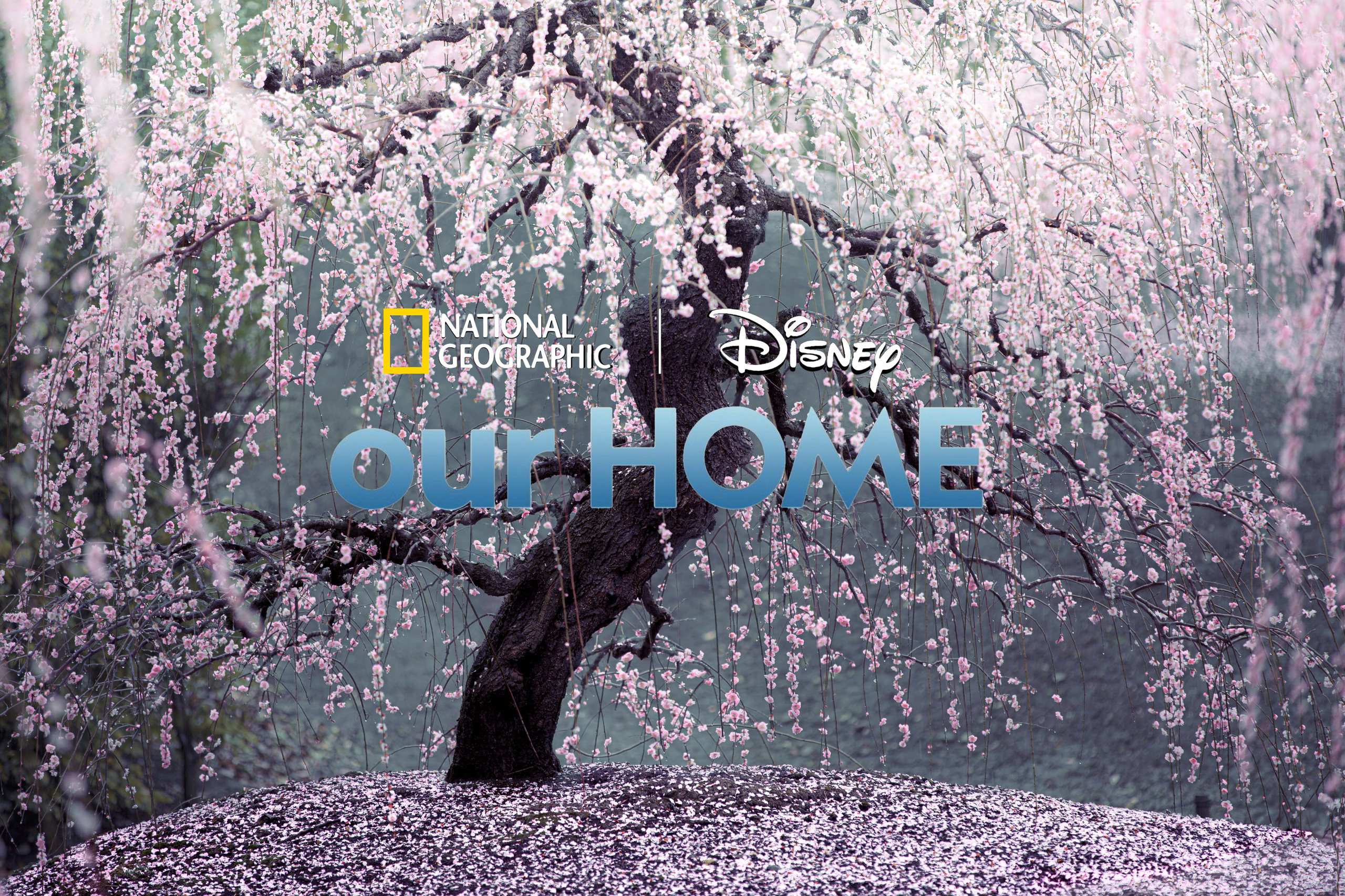 our_home3.jpg