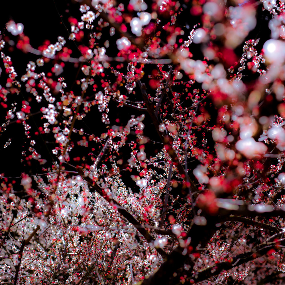 Famous Japanese photographer